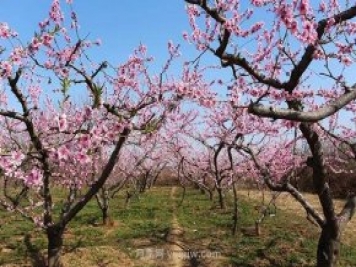 各地賞花經(jīng)濟(jì)興起，這些月季苗木又火了一把