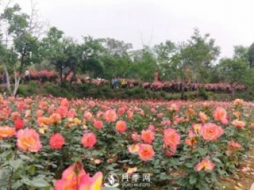 2021四川綿陽(yáng)百萬(wàn)醉美月季花海藝術(shù)節(jié)，4月15日盛大開幕有福利