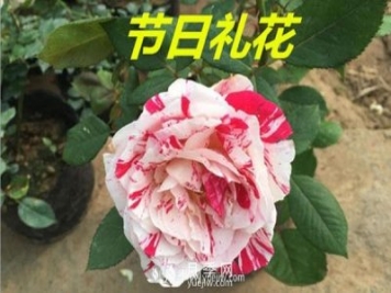 藤本月季的扦插與繁殖技術(shù)