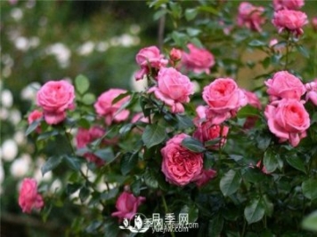 藤本月季的施肥和澆水方法與種植時(shí)間