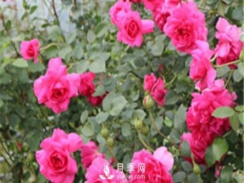 大游行用來做花墻，不錯的選擇！