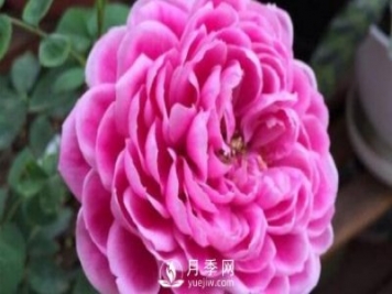 牡丹月季，瑪麗玫瑰?，保羅內(nèi)龍