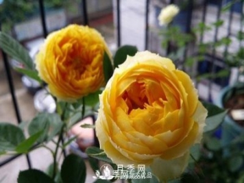 金絲雀月季葉黃長斑掉葉咋辦？