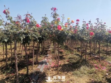 南陽快速培育樹狀月季方法大全！從嫁接到管護(hù)