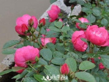 藤本月季的栽植養(yǎng)護(hù)技術(shù)