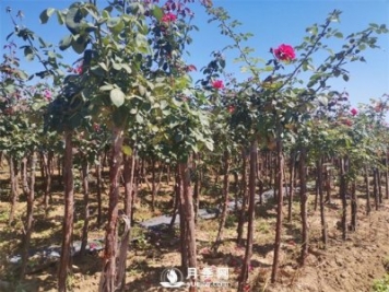 南陽樹狀月季的價(jià)格到底受什么因素影響？