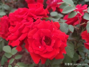 花中皇后月季，文化韻味長存