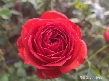 月季的特性、品系、價(jià)值、花語