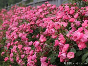 金華職院月季花墻，校園美麗多彩