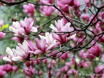 四類庭院?jiǎn)棠痉N植推薦
