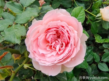 非常值得養(yǎng)的6種月季花，花美抗病四季開花