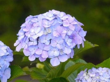 繡球花如何養(yǎng)護(hù)？掌握這幾點(diǎn)，立馬花團(tuán)錦簇