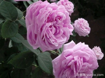 藍月季的花語是什么？