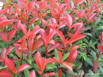 紅葉石楠每平方種植多少棵？