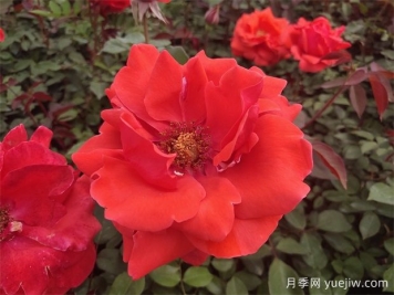 月季之韻，邂逅世間絕美的花中皇后