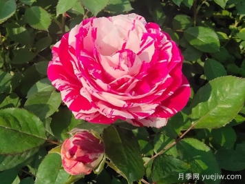 一文教你區(qū)分月季、玫瑰和薔薇的細(xì)微差別