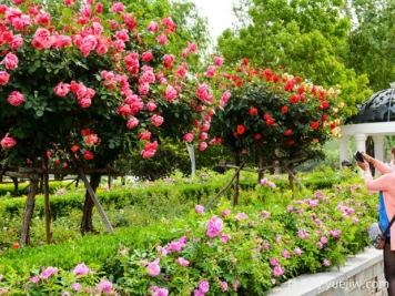 2024年全國(guó)花卉業(yè)平穩(wěn)發(fā)展，產(chǎn)業(yè)結(jié)構(gòu)不斷優(yōu)化