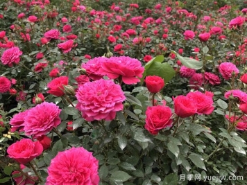 蚌埠好玩的景點(diǎn)盤點(diǎn)，還有月季園