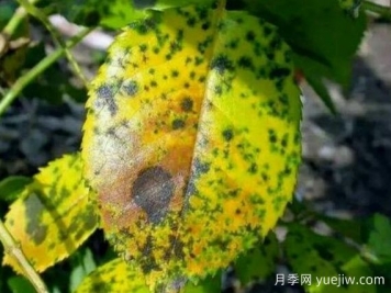 月季銹病用什么藥效果好？