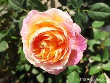 莫奈月季的優(yōu)缺點(diǎn)是什么？介紹