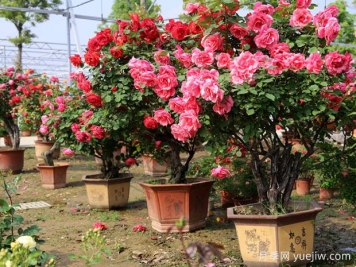 ?樹狀月季春季花后修剪攻略，復(fù)花靠剪