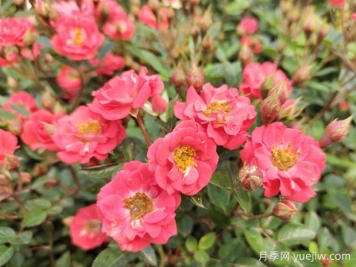建個(gè)月季小花園，種盆栽月季，品茶賞花