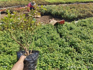 3月底4月初，月季管理要重視這3件事