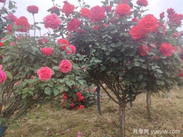 喬木、灌木、藤本植物養(yǎng)護(hù)技術(shù)規(guī)范