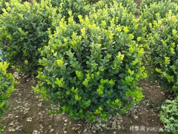 苗木九大傷根難題，你了解幾個(gè)？