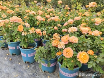 熱門網(wǎng)紅月季品種，一年能開8個(gè)月，花大香濃