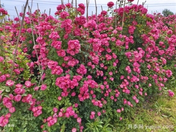 藤本小苗月季開花墻，按照這6個(gè)秘訣，帶來花開驚喜