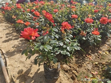 月季怎么養(yǎng)？盆栽月季花的養(yǎng)殖方法和注意事項