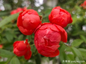 木香花花期有多長？一年開幾次花？