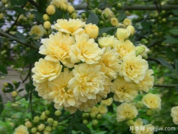 木香花品種有哪些？產(chǎn)地分布在哪？