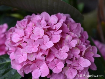 繡球花開完花后什么時(shí)候修剪？