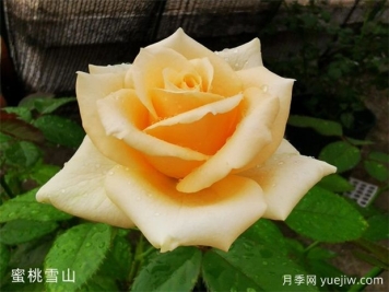 蜜桃雪山月季，黃色系月季經(jīng)典品種