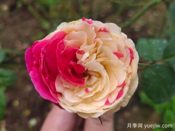 風(fēng)月月季難養(yǎng)嗎？值不值得入