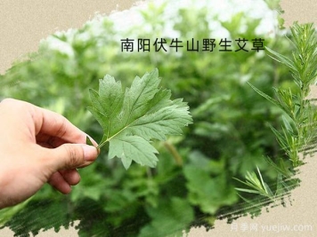 種植哪種藥材更有市場(chǎng)前景？