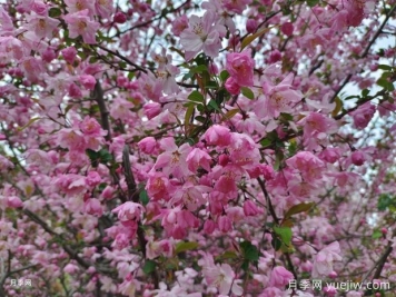 海棠花養(yǎng)護(hù)秘籍，打造繁花似錦的美景
