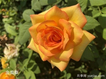 金獎章月季優(yōu)缺點？適合新手養(yǎng)護嗎？