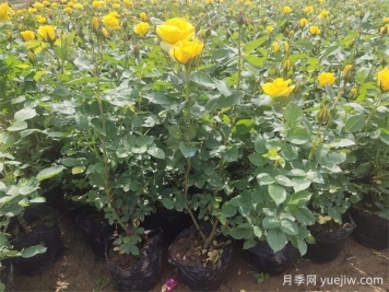 養(yǎng)護月季分清基肥、底肥和追肥，不盲養(yǎng)！