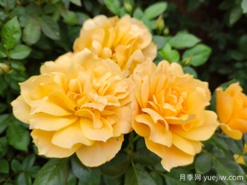 月季養(yǎng)護中復(fù)合肥和緩釋肥的區(qū)別