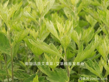 河南南陽(yáng)首屆道地中藥材產(chǎn)業(yè)大會(huì)召開(kāi)