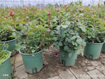 月季花殺手莖蜂來(lái)襲，成蟲幼蟲2大防治方向