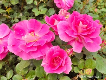 月季花的奧秘：種植、養(yǎng)護與注意事項