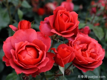 21朵玫瑰：不只是浪漫，還藏著這些深意