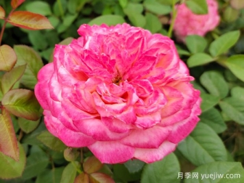 花園植物三姐妹：月季、繡球、鐵線蓮