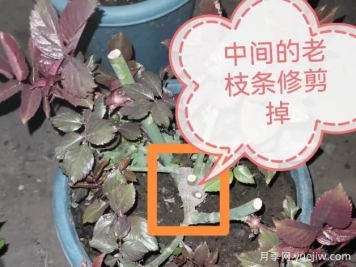 月季怎么抹芽？詳細教程來啦，照著做，爆花很簡單