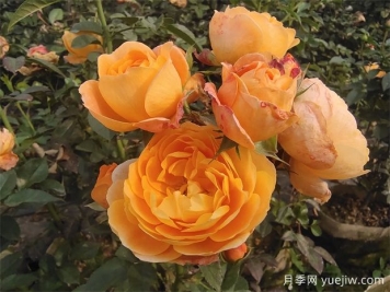 陽(yáng)臺(tái)上最好養(yǎng)的月季，不是果汁陽(yáng)臺(tái)