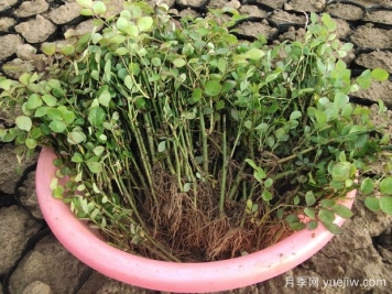 月季花扦插小竅門：教你如何輕松培育出茂盛的花朵！